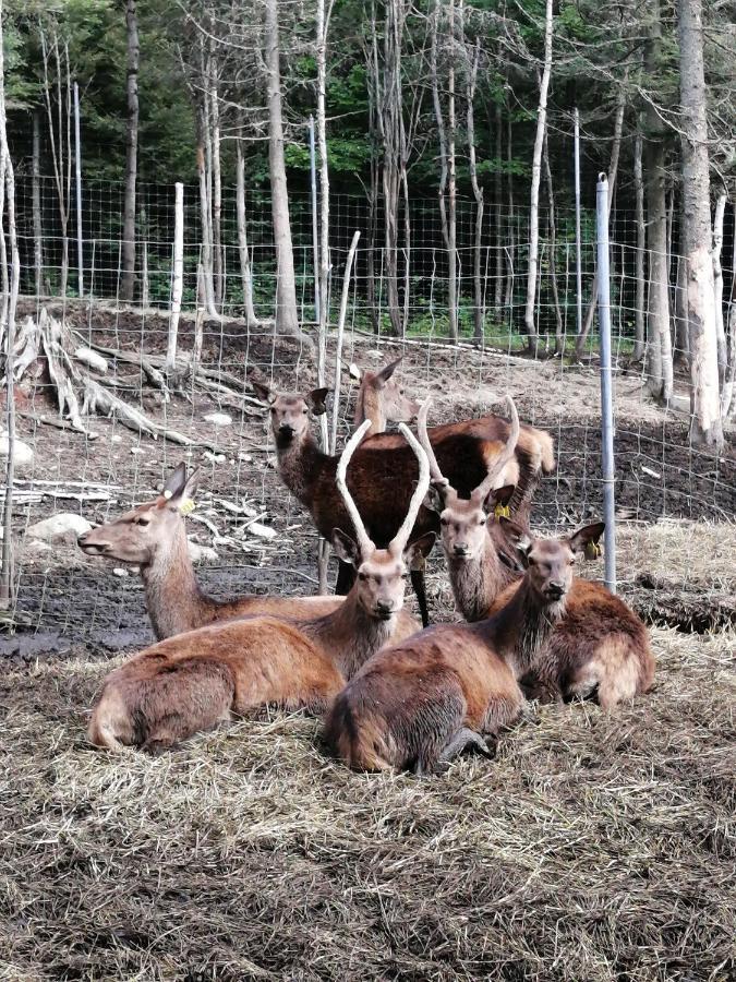 Hebergement Cerfs-Tifie Fermette Saint-Felix-d'Otis ภายนอก รูปภาพ