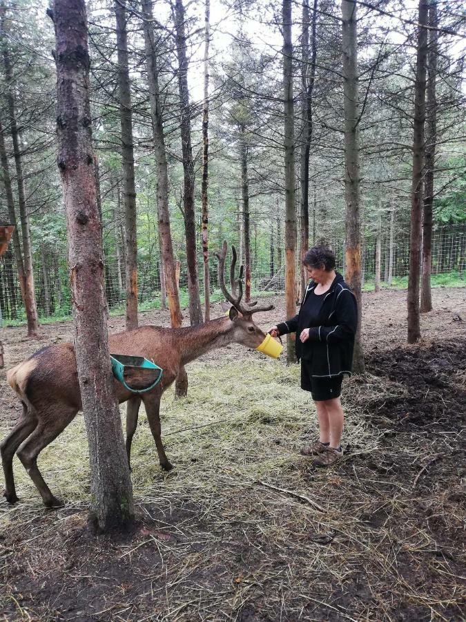 Hebergement Cerfs-Tifie Fermette Saint-Felix-d'Otis ภายนอก รูปภาพ